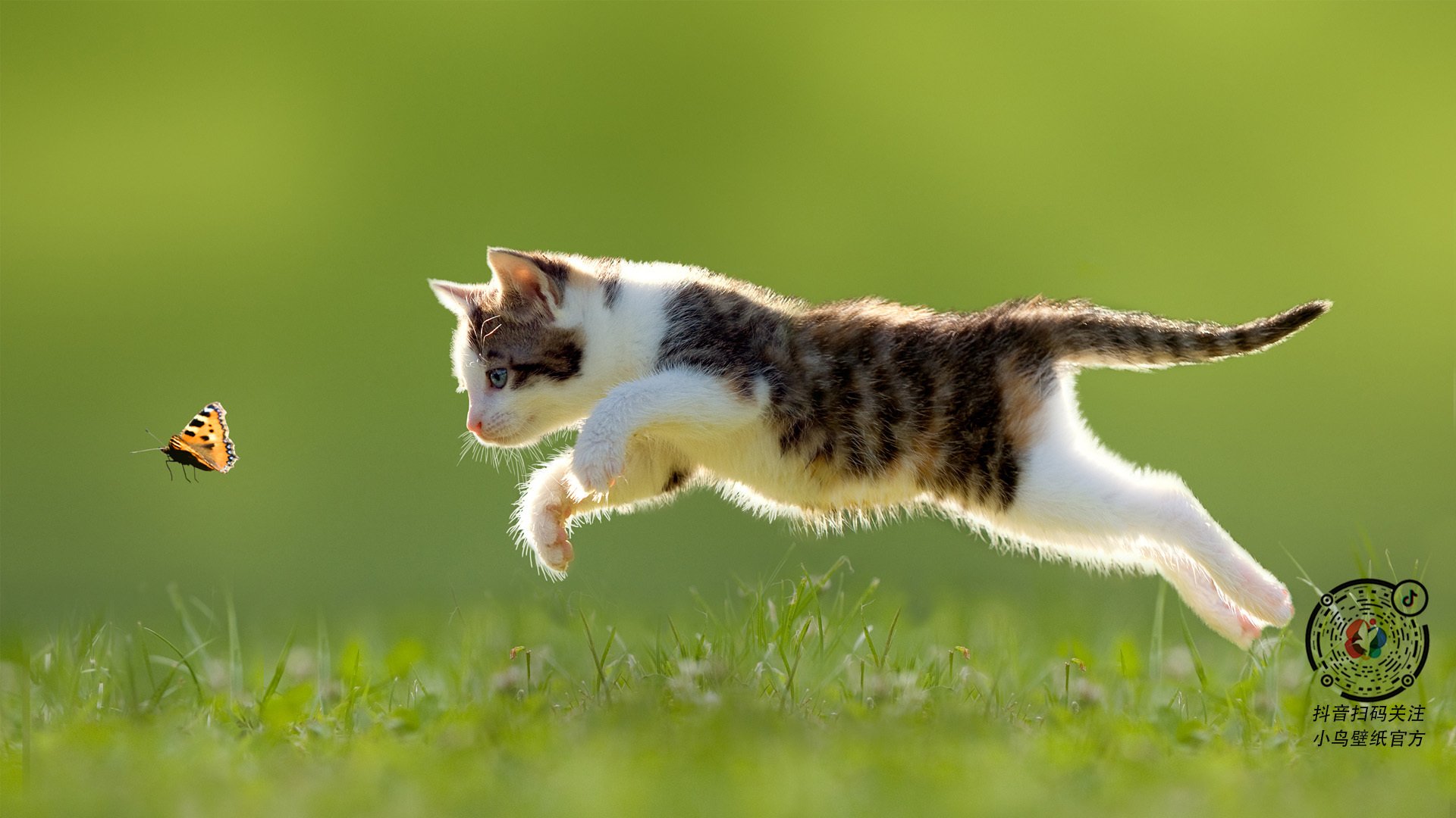 仰泳技术差距小 中国选手经验稍逊，仰泳示范