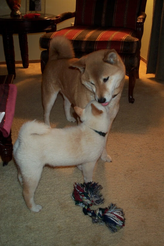 仰泳技术差距小 中国选手经验稍逊，仰泳示范