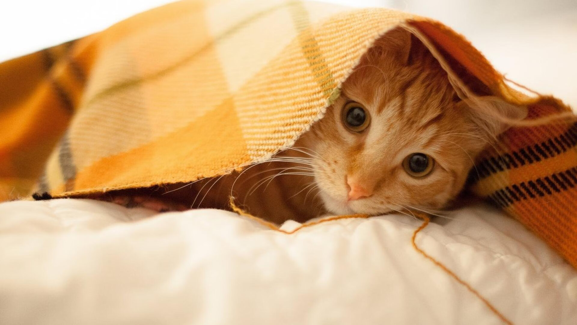 体育新闻中心协同地方媒体开发体育文化专题报道，体育新闻通讯