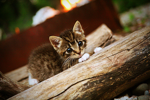 乐鱼体育(中国)官方网站-外援对联赛本土球员成长的双刃剑效应，2021外援