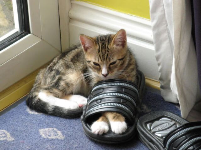 大数据评估系统应用于训练对抗模拟,大数据评估报告