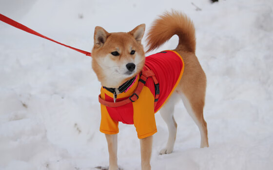 接力项目德国队整体发挥可圈可点，国际接力赛