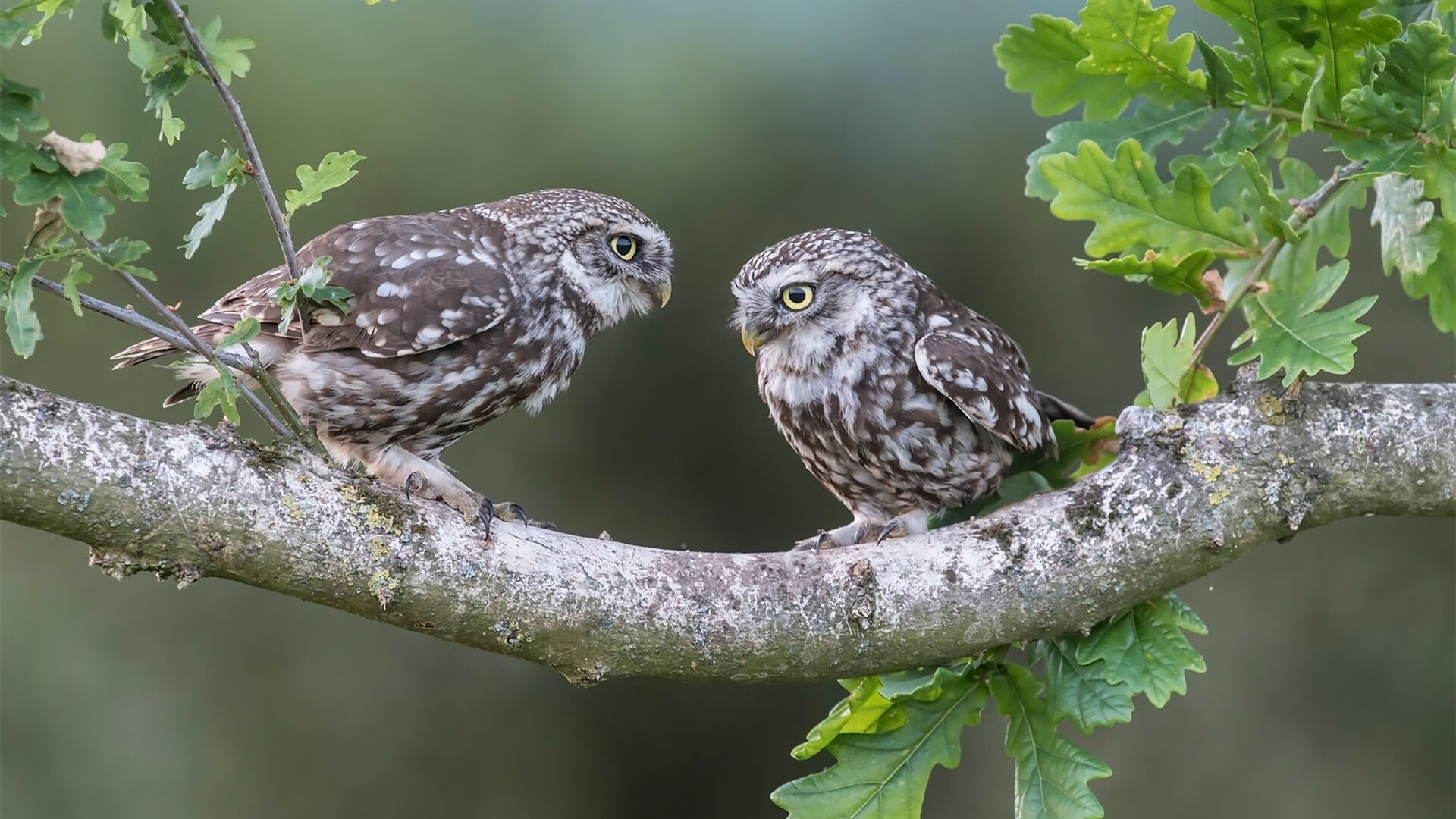 乐鱼电竞-职业联赛失误控制机制是否足够明确，职业联赛比赛规则
