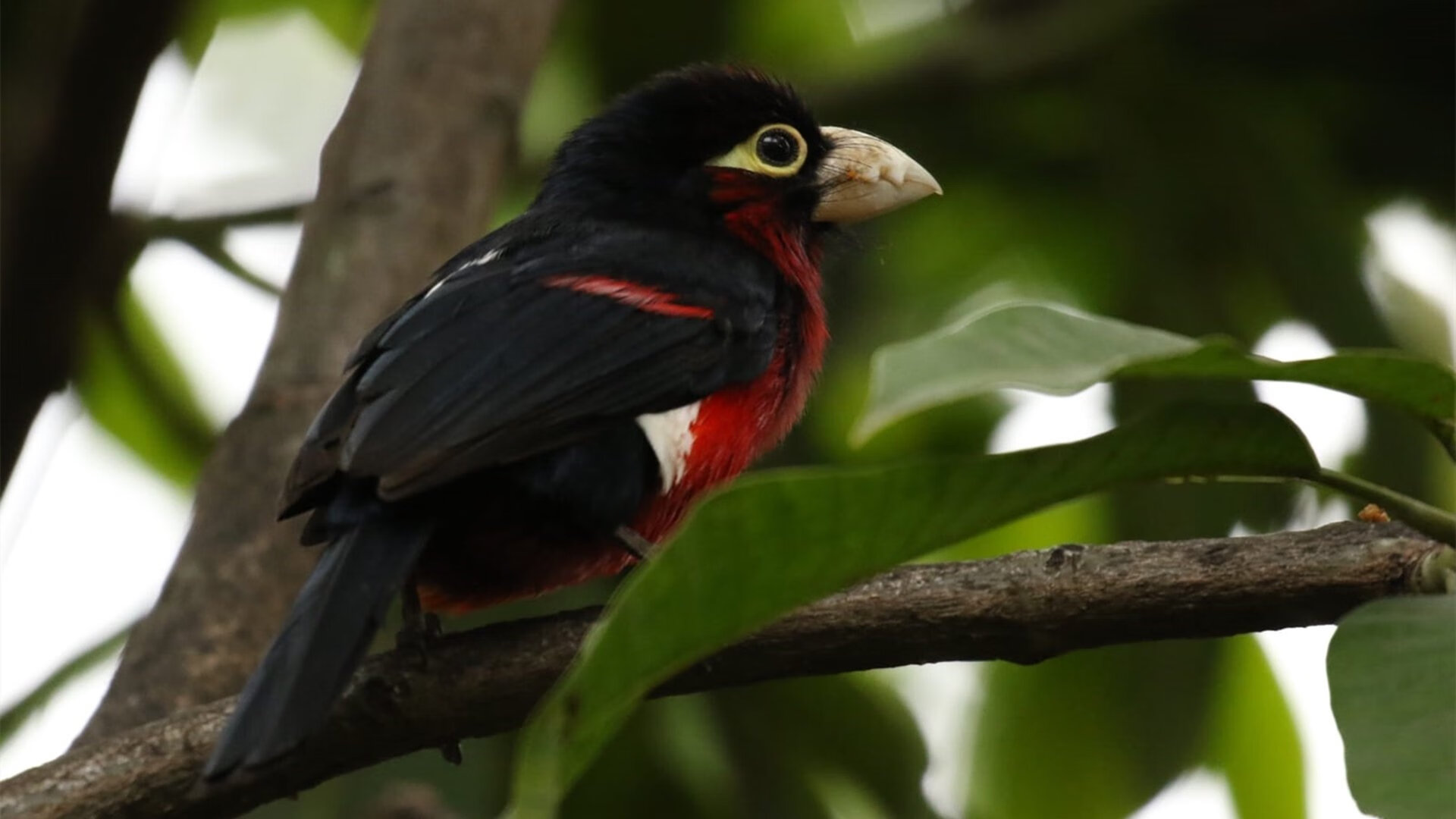 运动科技结合人工智能开发个性训练方案，人工智能与体育运动运用