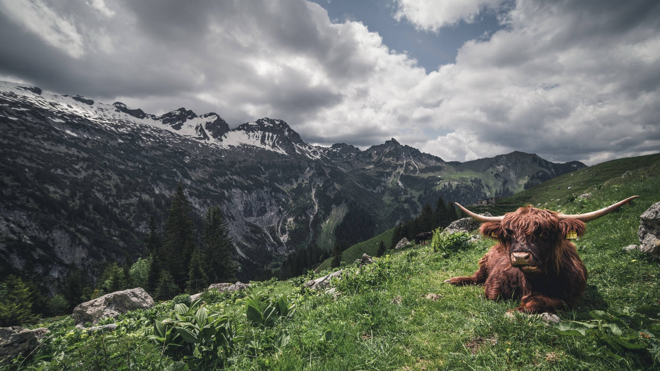 马赛双中场组合稳固中路屏障，马赛联赛