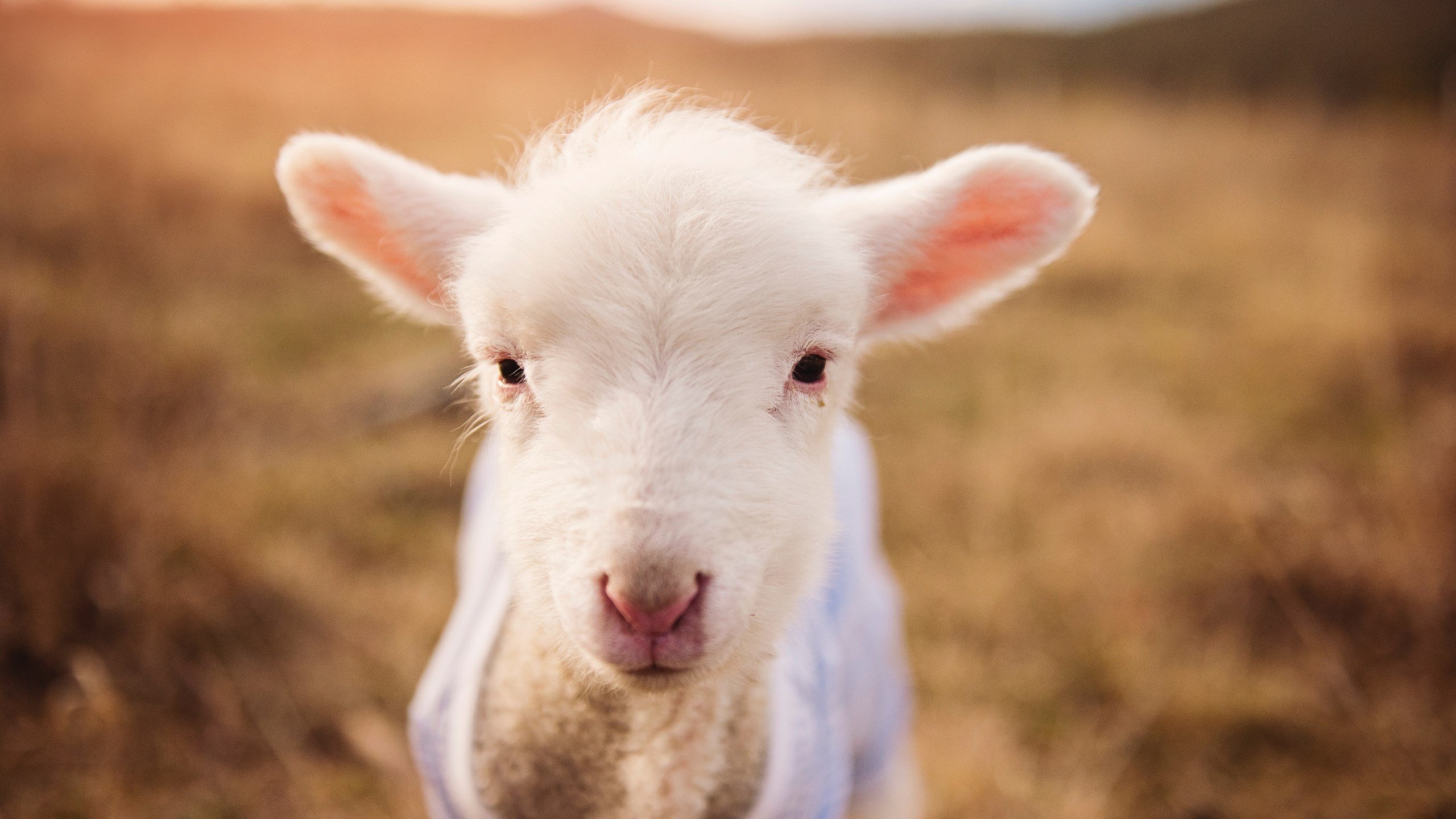 乐鱼体育登录-“霍斯特的超强防守，助力南非羚羊队再创佳绩”