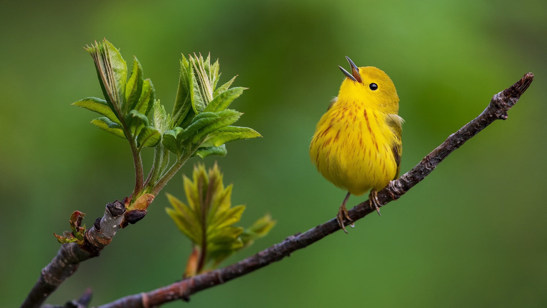 乐鱼（中国）体育官方网站-摩洛哥女篮在非洲锦标赛中争夺奖牌，体育实力稳步增强，摩洛哥女子篮球直播