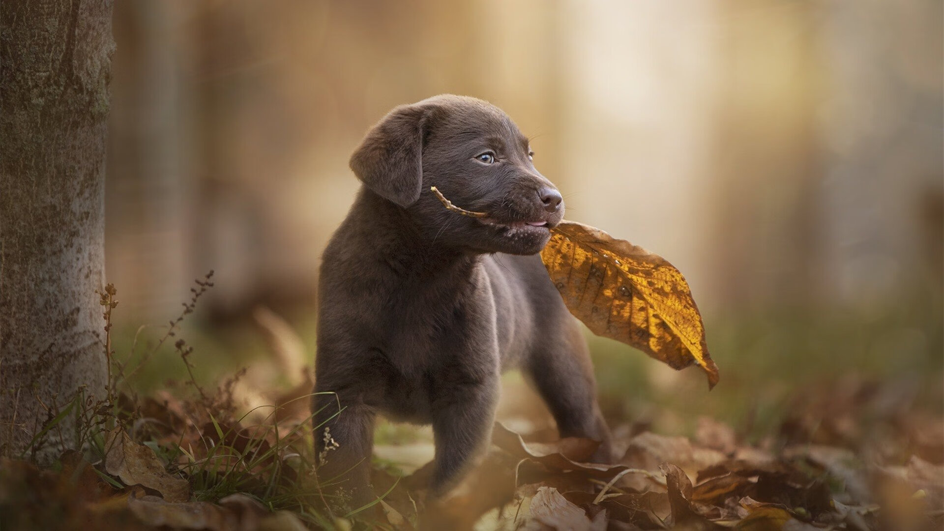 leyu乐鱼官网登录入口-青训选拔试点智能体测平台提高测试准确性，青训试训内容