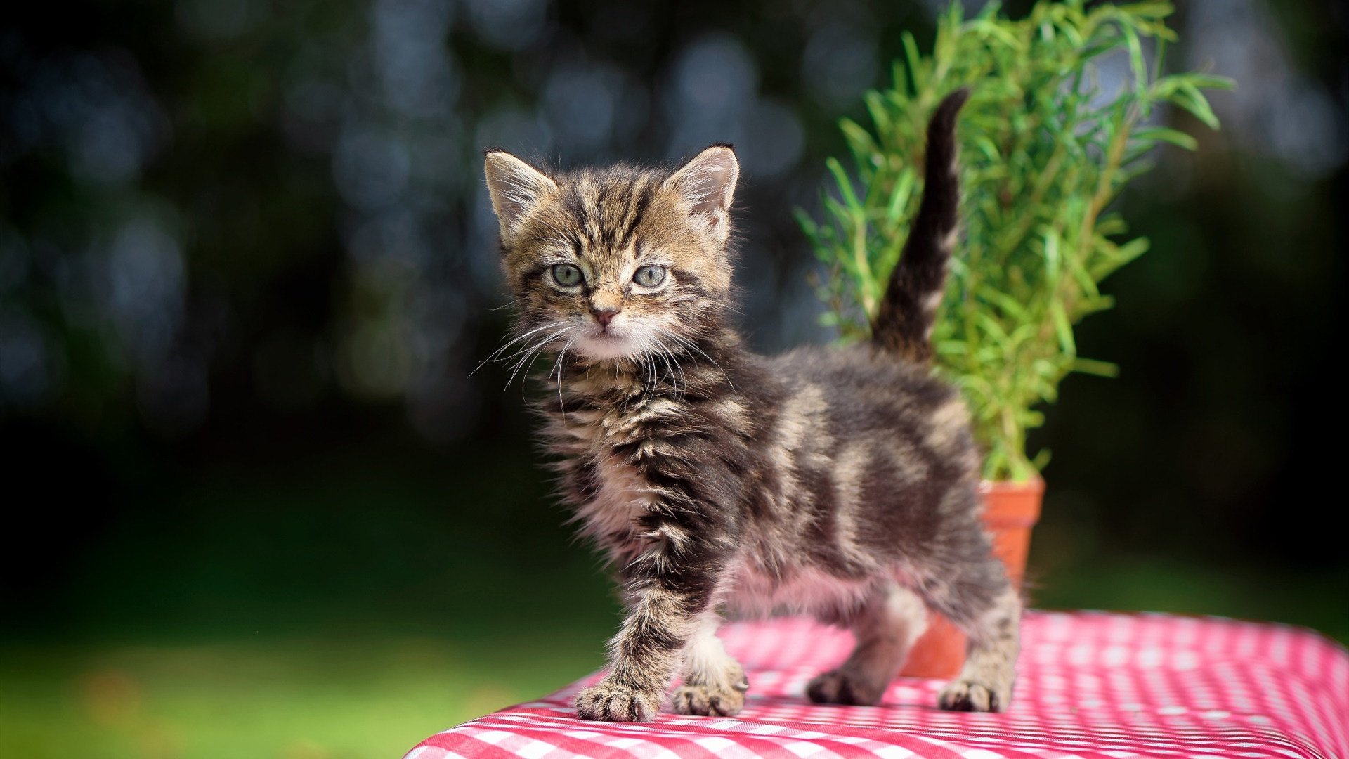 骑士核心谈团队变化称更有凝聚力,骑士心态介绍